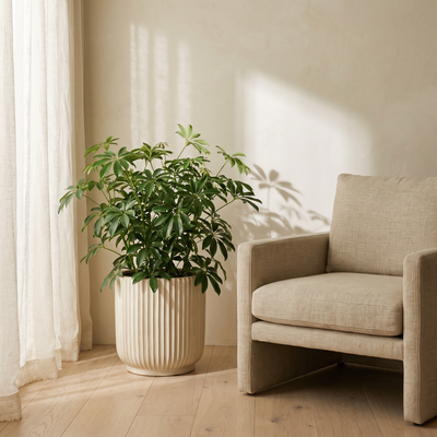 Ribbed planter with a plant in a sunlit corner