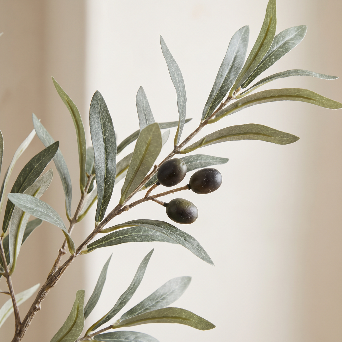 Detail of the silvery olive foliage